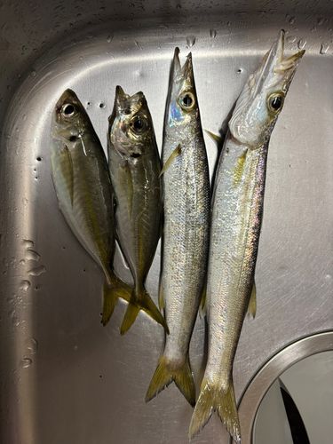 カマスの釣果
