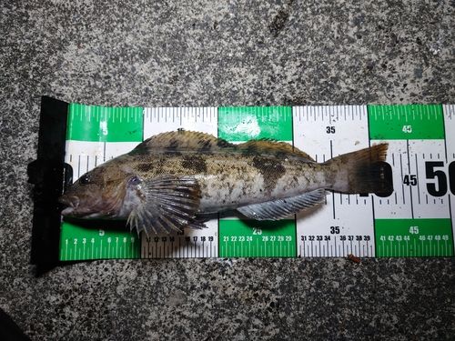 アイナメの釣果