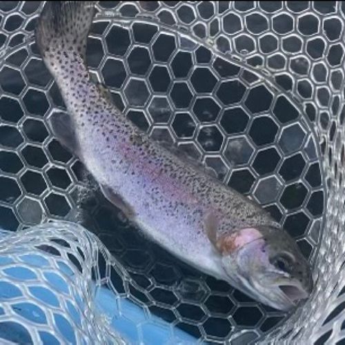 レインボートラウトの釣果