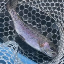 レインボートラウト