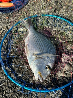 ヘダイの釣果