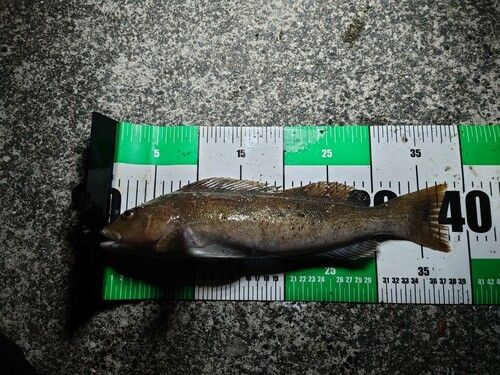 アイナメの釣果