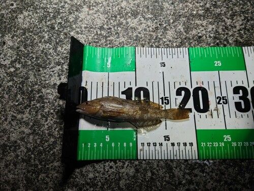 アイナメの釣果