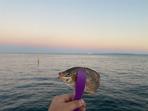 ウミタナゴの釣果