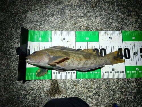 アイナメの釣果