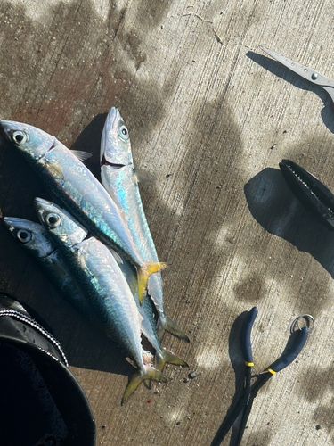サバの釣果