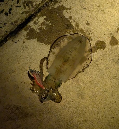 アオリイカの釣果