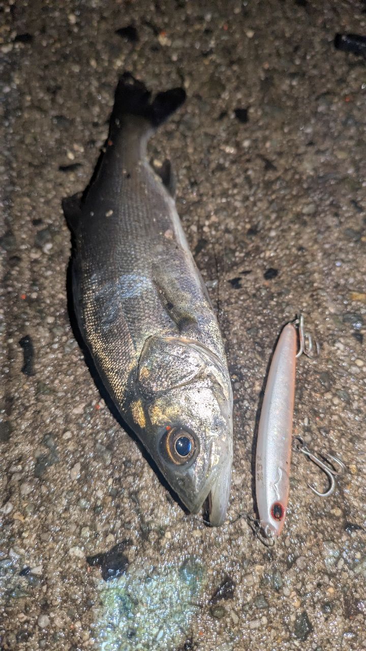 セイゴ（マルスズキ）