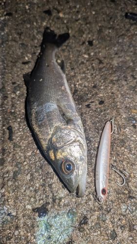 セイゴ（マルスズキ）の釣果