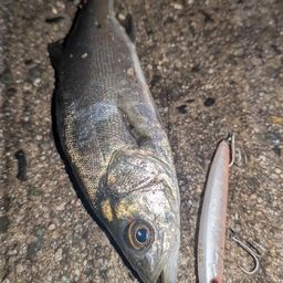 セイゴ（マルスズキ）