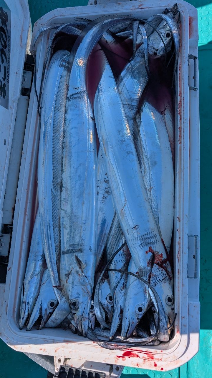 おざくんさんの釣果 2枚目の画像