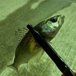 セイゴ（マルスズキ）