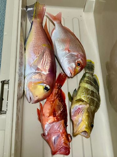 アマダイの釣果