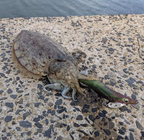 コウイカの釣果
