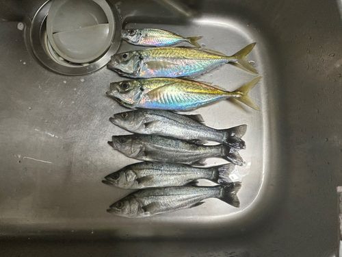 釣果