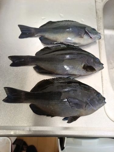 グレの釣果