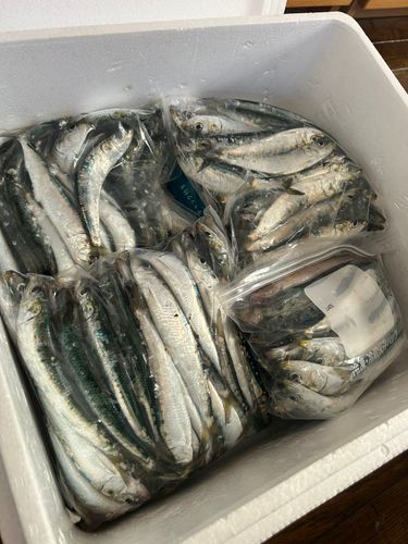 イワシの釣果