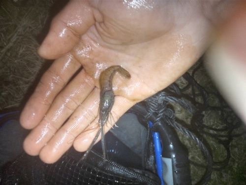 テナガエビの釣果