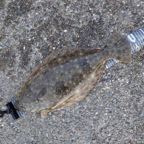 ヒラメの釣果