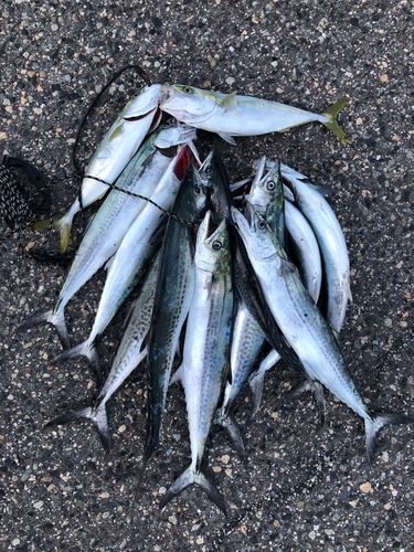 サゴシの釣果
