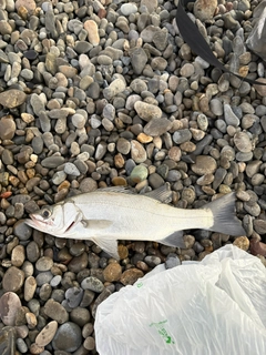 セイゴ（ヒラスズキ）の釣果