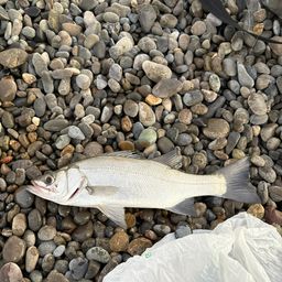 セイゴ（ヒラスズキ）