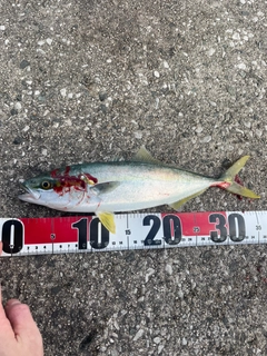 ツバスの釣果