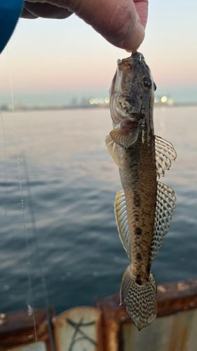 マハゼの釣果