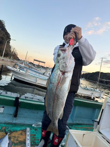 オオニベの釣果