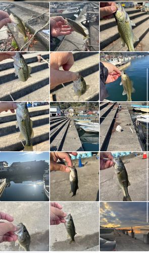 ブラックバスの釣果