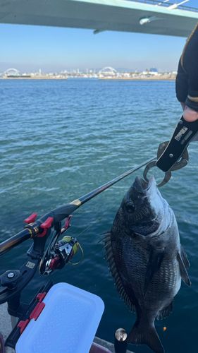 チヌの釣果