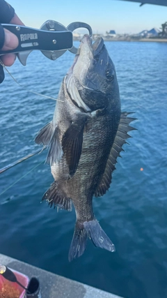 チヌの釣果
