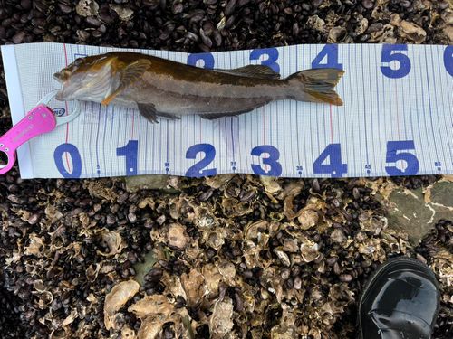 アイナメの釣果