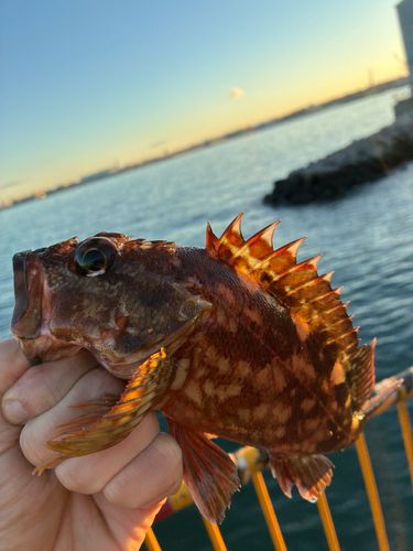 磯子海づり施設