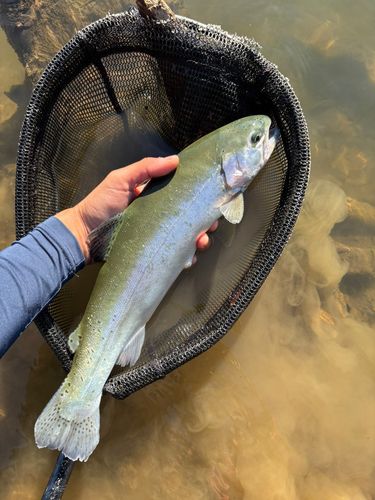 ニジマスの釣果