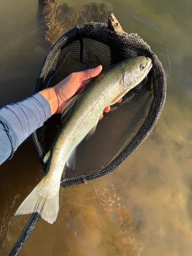 ニジマスの釣果
