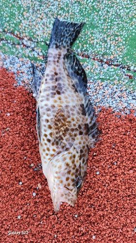 オオモンハタの釣果