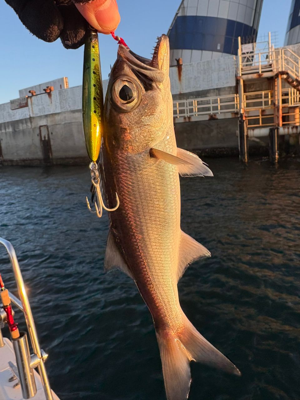 SHIMANO 23ワールドシャウラ リミテッド 1652R-3の最安値・インプレ