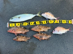 アコウの釣果