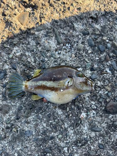 キタマクラの釣果