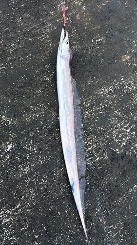 タチウオの釣果