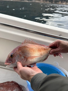 マダイの釣果
