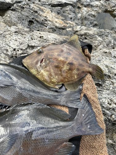 カワハギの釣果