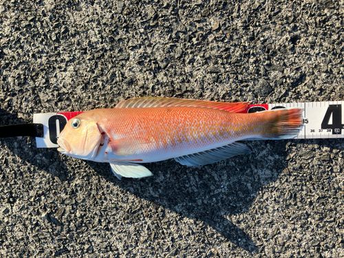 アマダイの釣果