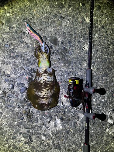 アオリイカの釣果