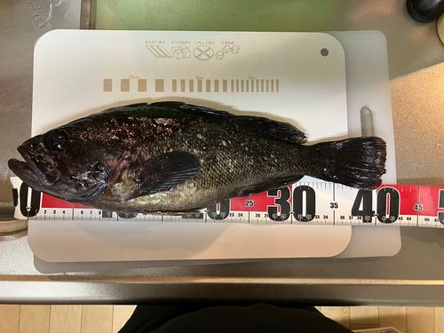 クロソイの釣果