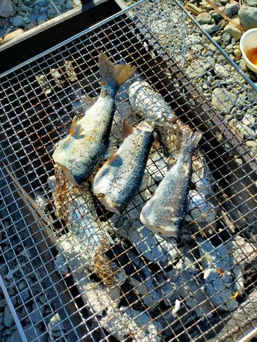 ニジマスの釣果