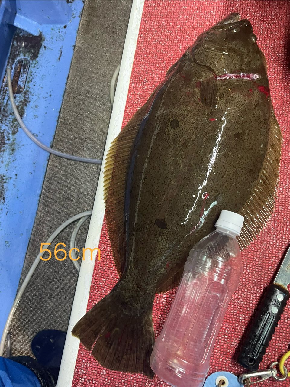 TaSi2025さんの釣果 1枚目の画像