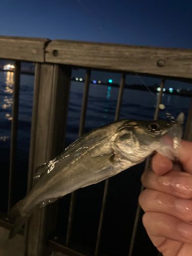 セイゴ（マルスズキ）の釣果