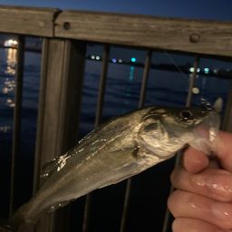 セイゴ（マルスズキ）